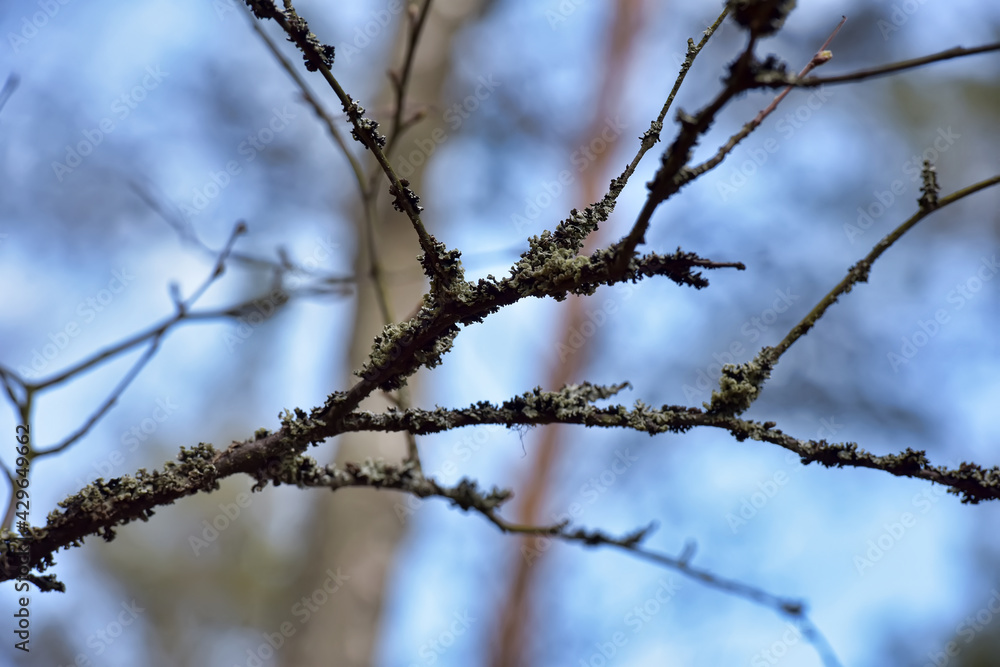 tree branches in the forest covered with moss tree branches in the forest covered with moss