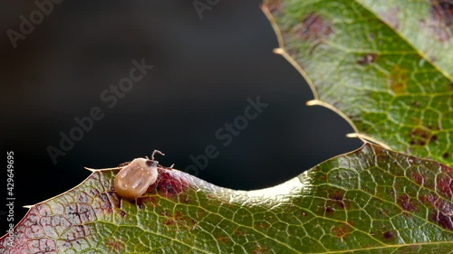 Engorged tick walking slowly on a green leaf. Lyme disease caused by borrelia. photo