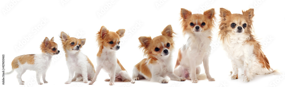 growth of chihuahua growth of chihuahua