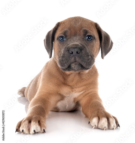 puppy cane corso