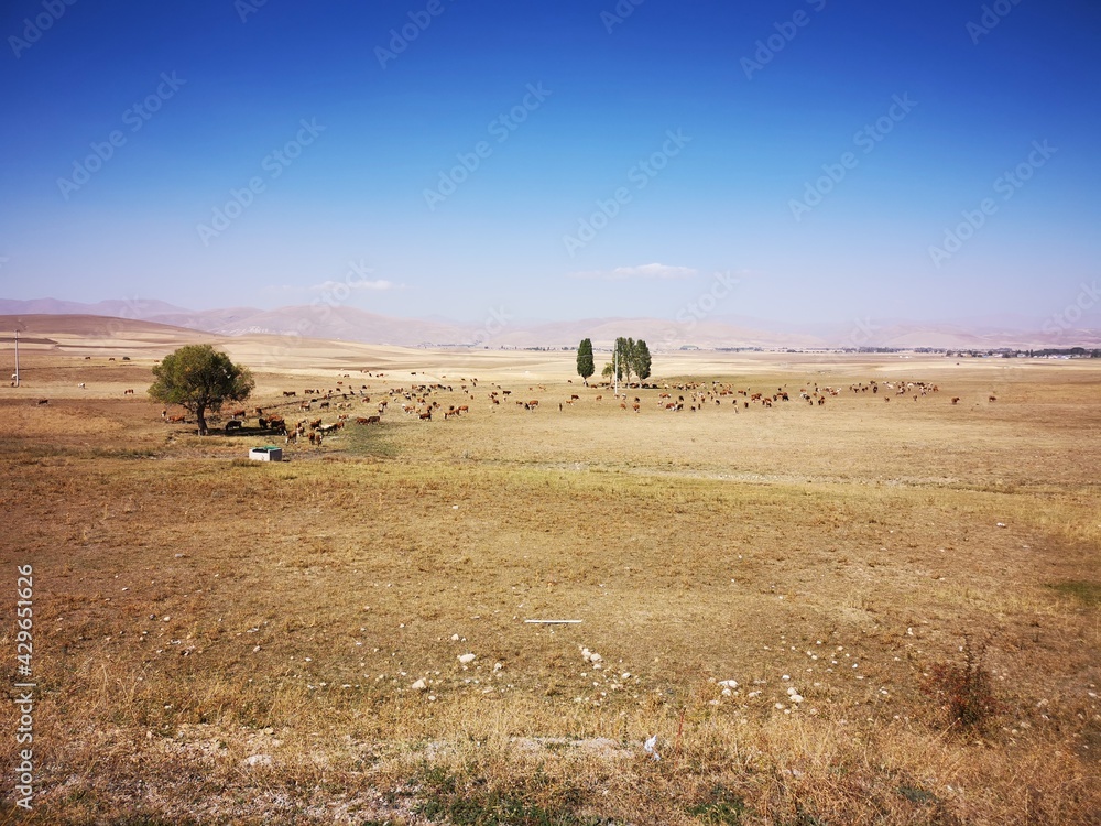 Obraz premium Landscape after the harvest of wheat just yellow