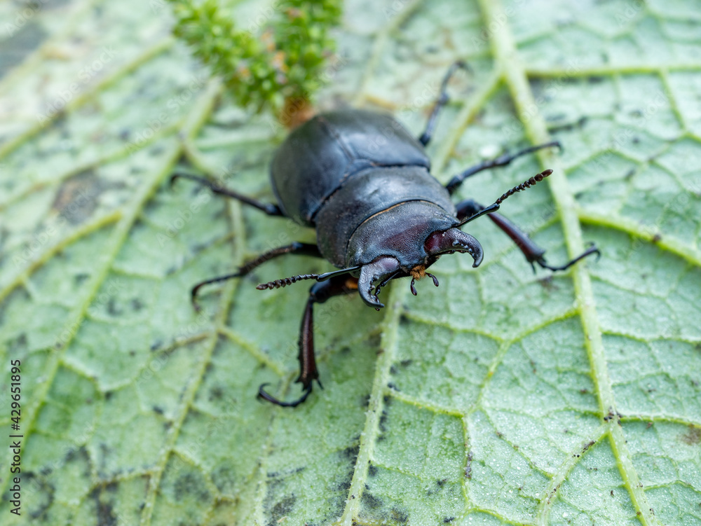 Naklejka premium an insect sleeps on a leaf. Lucanus tetraodon is a stag beetle of the family Lucanidae