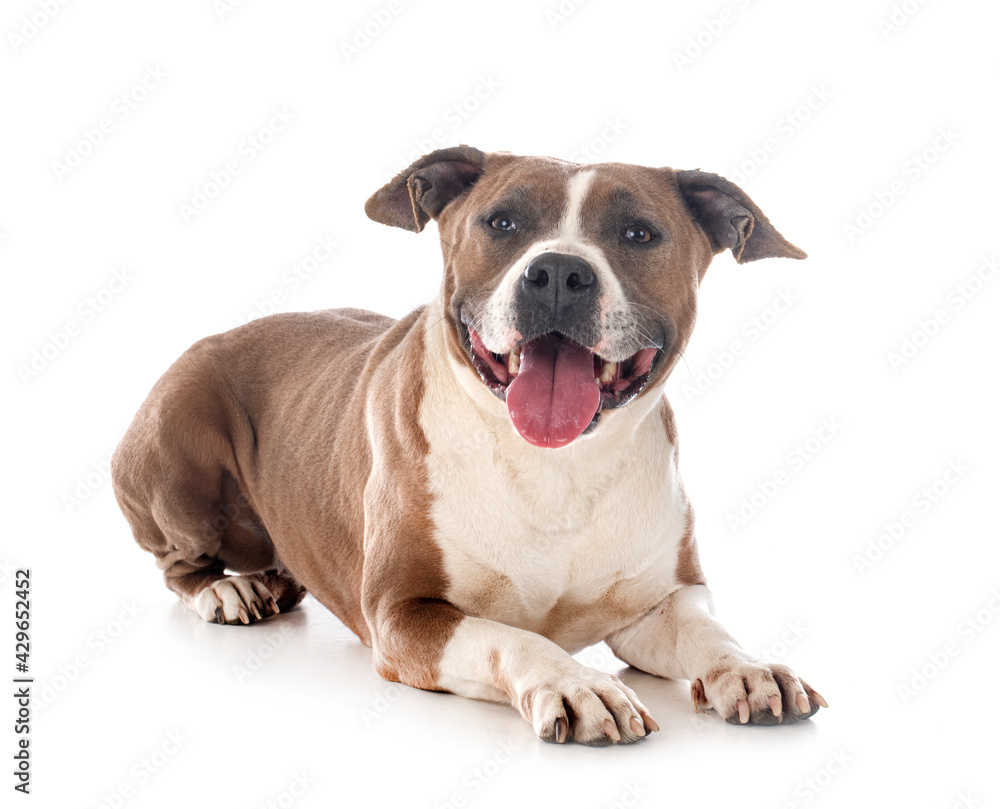 american staffordhire terrier