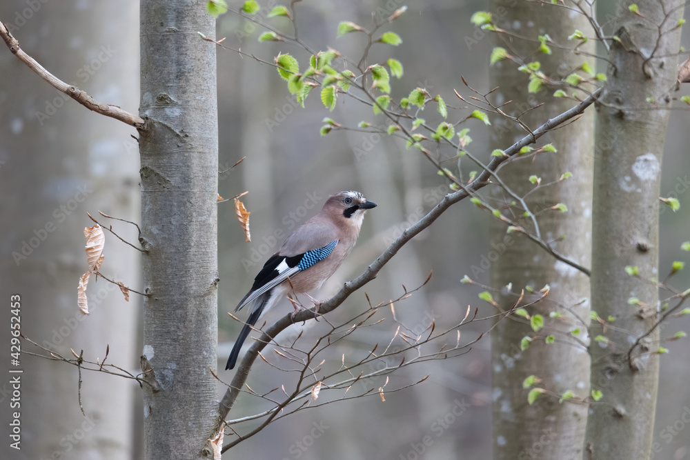 Fototapeta premium A jay sits on the branch of a spruce in the forest
