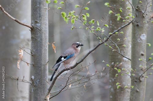 Fototapeta A jay sits on the branch of a spruce in the forest