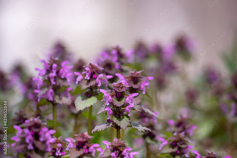 Obraz premium Blooming red nettle.