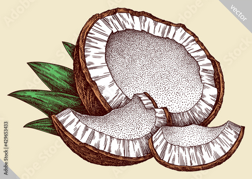 Engrave isolated coconut hand drawn graphic vector illustration