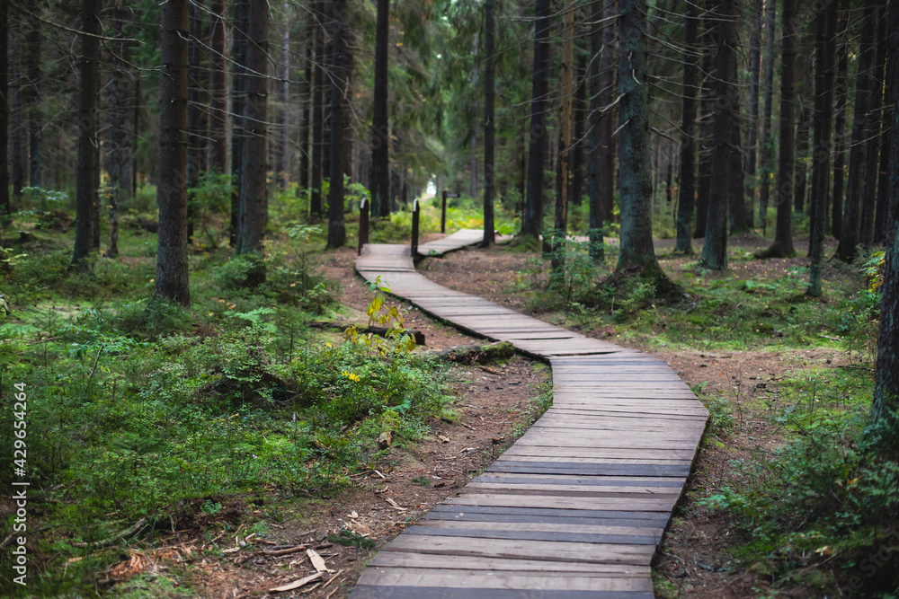 Eco path wooden walkway in Komarovo Shore, Komarovsky Bereg Natural Monument ecological trail path - route walkways laid in the forest, in Kurortny District of St. Petersburg, Russia Eco path wooden walkway in Komarovo Shore, Komarovsky Bereg Natural Monument ecological trail path - route walkways laid in the forest, in Kurortny District of St. Petersburg, Russia