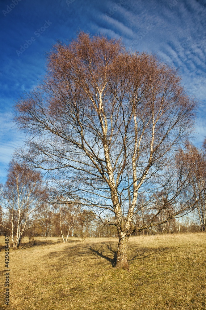 Silver Birch Tree with a Blue Sky on a Sunny Day, County Durham, England, UK.