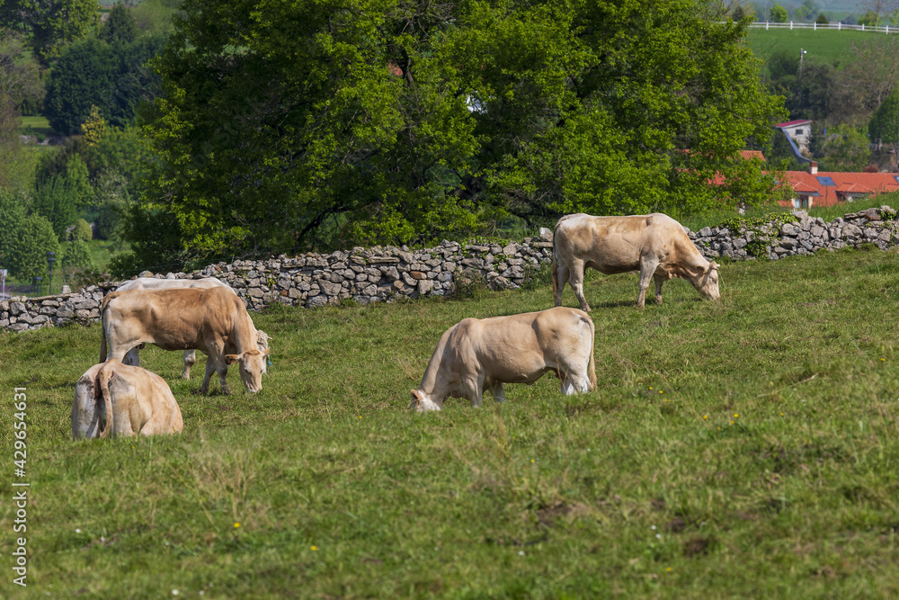 Herd of bulls and cows grazed on green meadow. Cantabria.