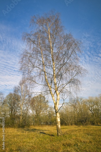 Silver Birch Tree with a Blue Sky on a Sunny Day, County Durham, England, UK.