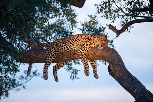 Male Leopard sleeping in a tree on a safari in South Africa