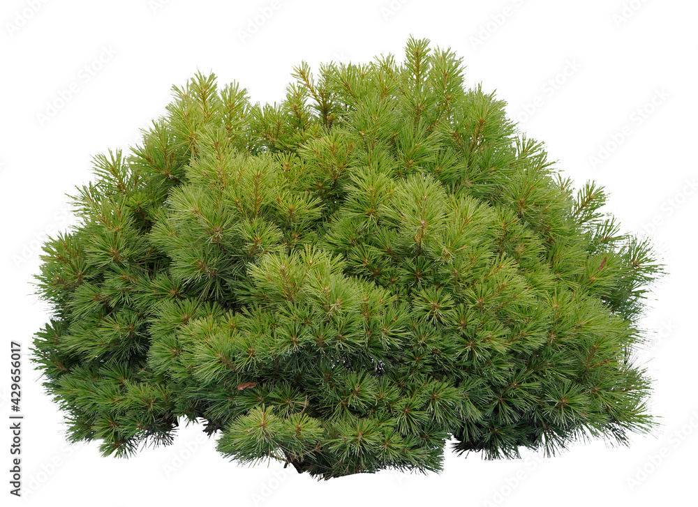 Close--up of a Pine bush, isolated on white background Close--up of a Pine bush, isolated on white background
