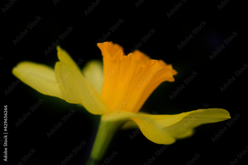 Fototapeta premium Colorful spring flowers on nature background