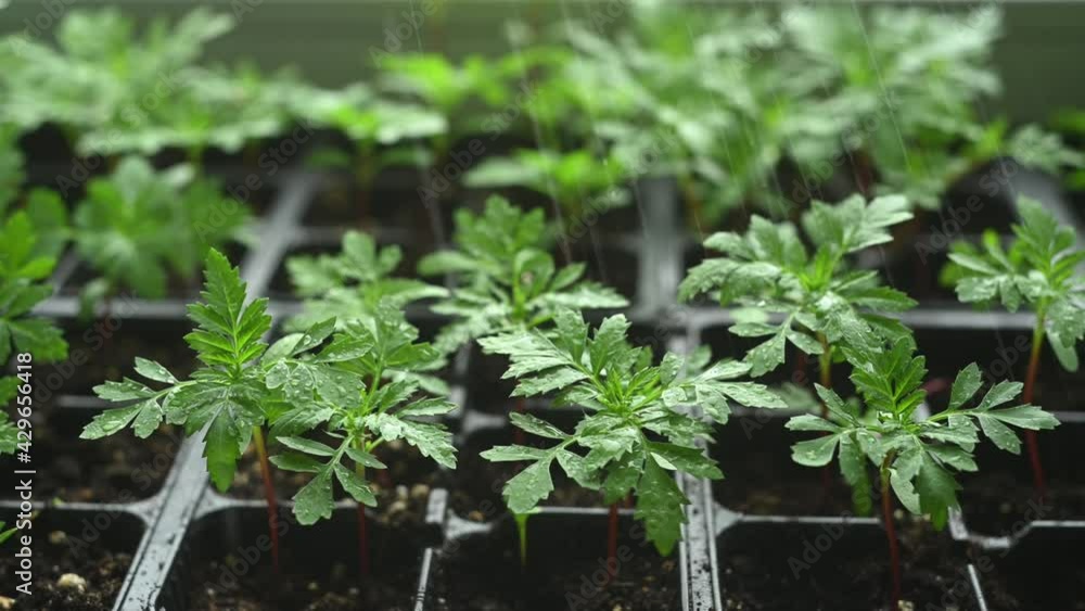 Seedlings Growing in the dirt Seedlings Growing in the dirt
