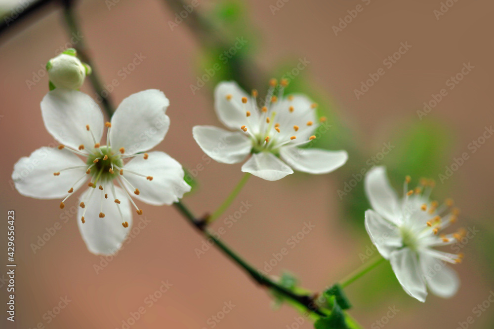 Colorful spring flowers on nature background Colorful spring flowers on nature background