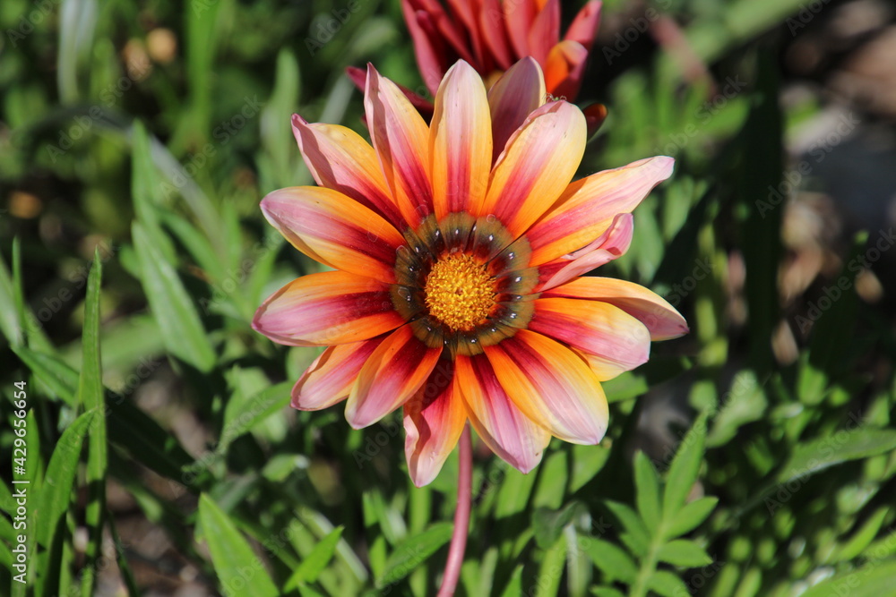 Bloom of a flower in full splendor of Baja California Sur, Mexico Bloom of a flower in full splendor of Baja California Sur, Mexico