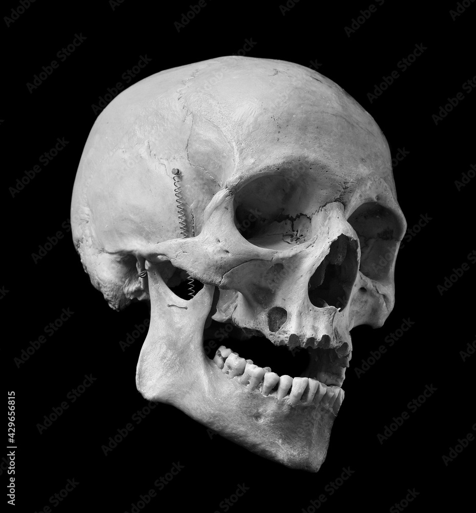 Obraz premium Skull of the human isolated on a black background.