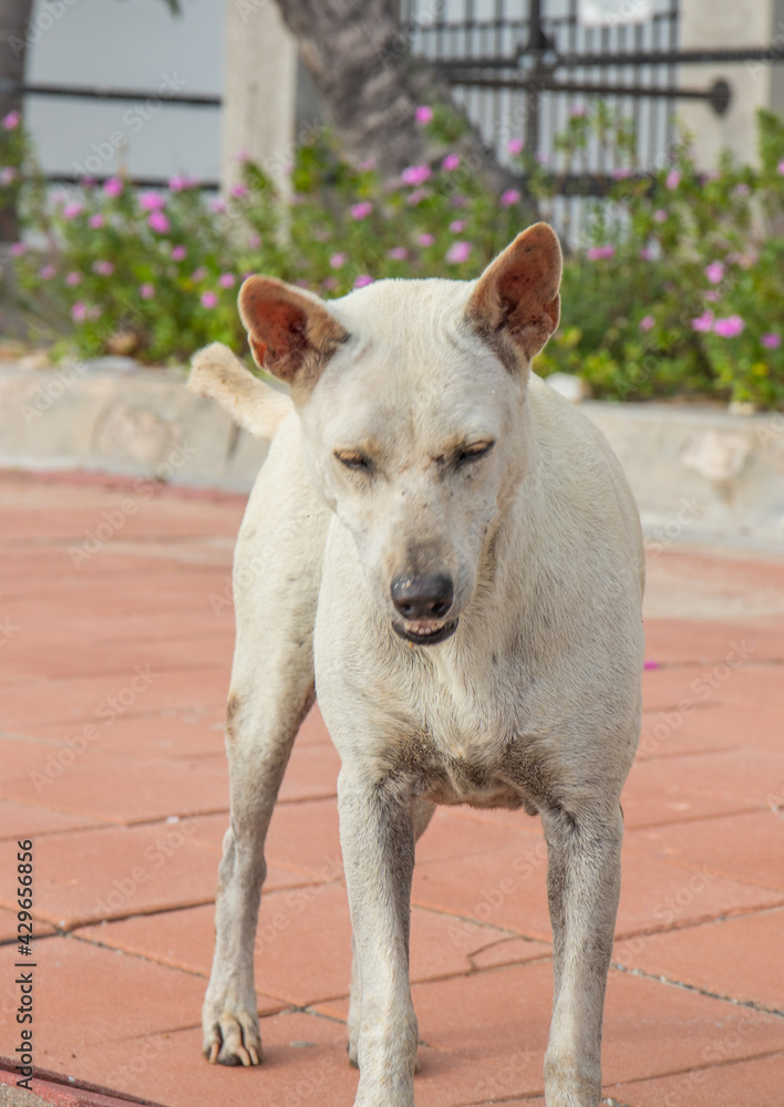 © Wilfried Strang/Wirestock - Selective focus shot of a white street dog in Thailand