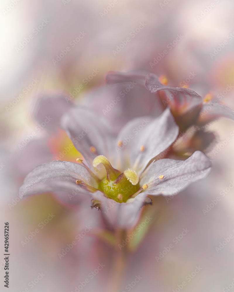 macro shot of a flower