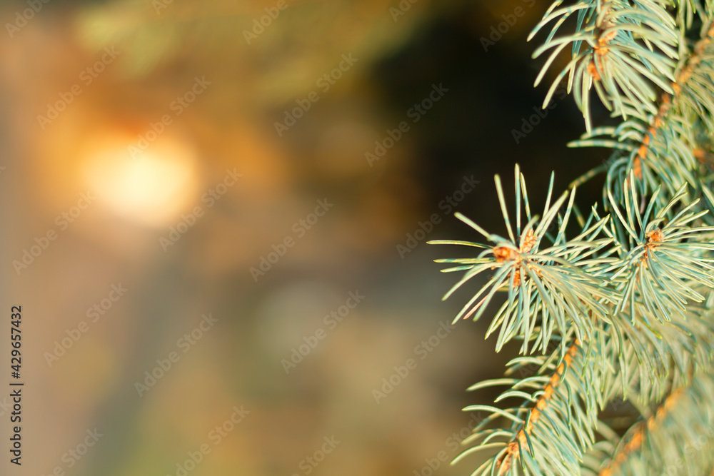 branches of a pine branches of a pine