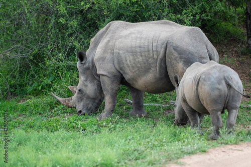 White Rhino cow and calf seen on a safari in South Africa