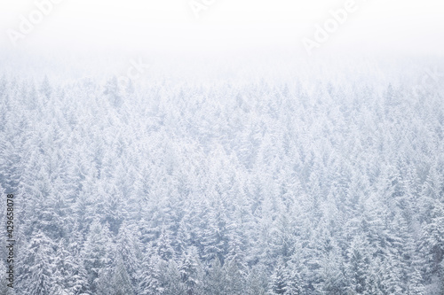 Snowy Forest Backdrop © Mackie