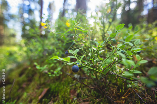 Process of collecting and picking berries in the forest of northern Sweden, Lapland, Norrbotten, near Norway border, girl picking cranberry, lingonberry, cloudberry, blueberry, bilberry and others