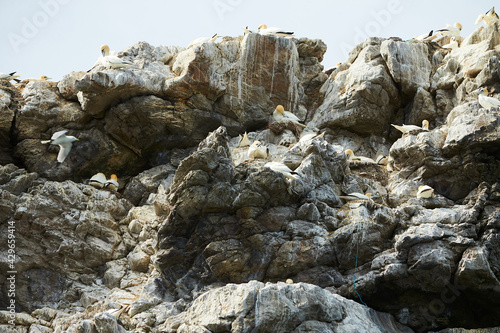 Colony of northern garnet on the rock of island in Ireland. Wild bird in the wild. photo