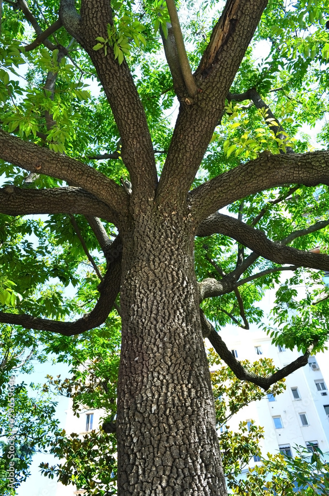 Beautiful tree trunk in the Botanical Garden, Madrid, Spain
