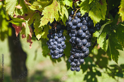 Large bunches of red wine grapes hang from an old vine in warm afternoon light. Vineyard in the Marche region, Italy. Autumn harvest