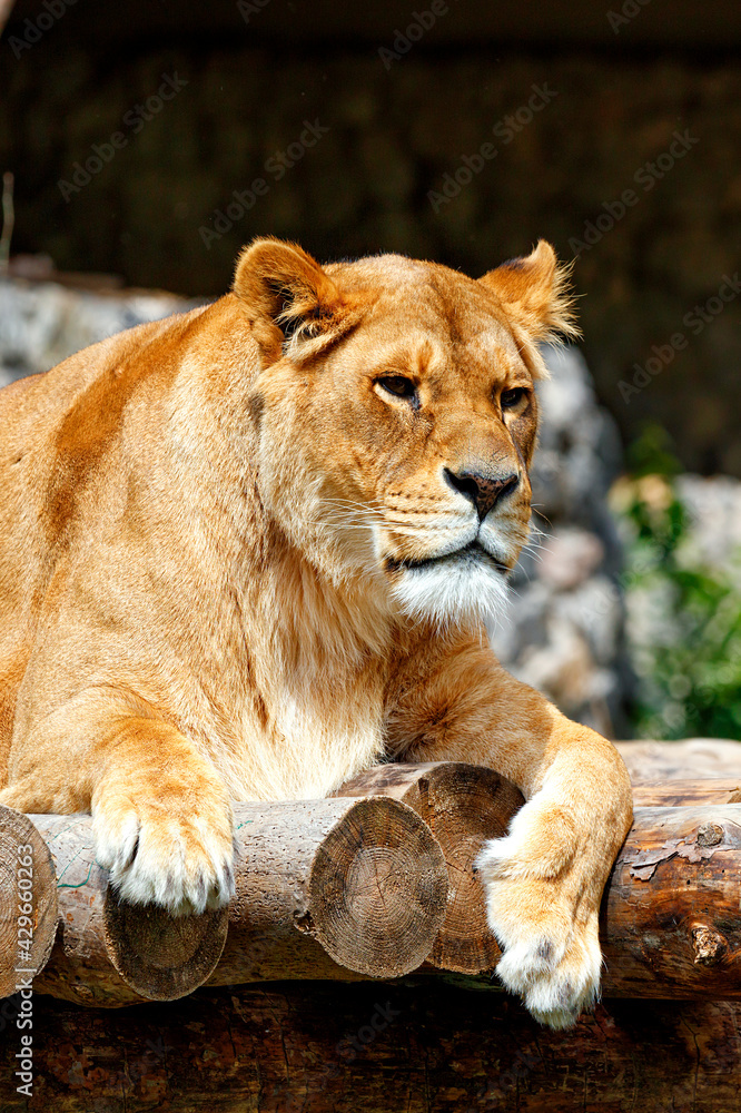 Naklejka premium Portrait of a lioness resting on a platform made of wooden logs.