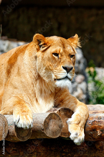 Portrait of a lioness resting on a platform made of wooden logs.