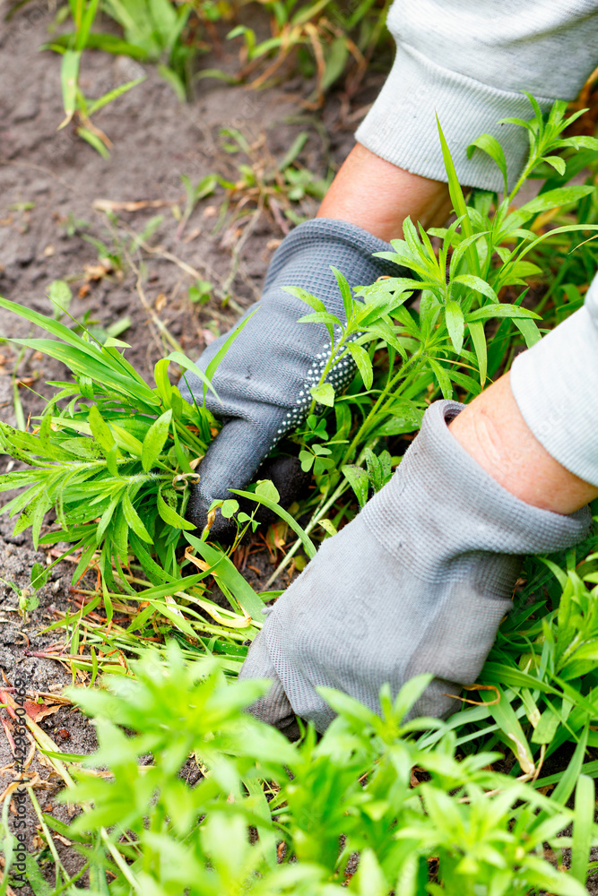 A farmer's hands in gray gloves weed the bed and remove the weeds. A farmer's hands in gray gloves weed the bed and remove the weeds.