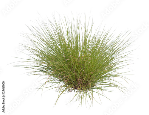 Tuft of grass cutout, Fountain grass, a species of sandburs, isolated on white background