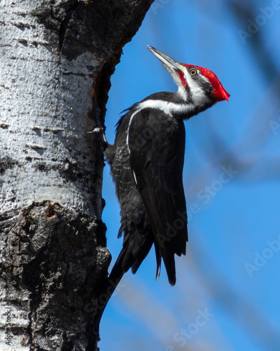 A male Pileated Woodpecker inspects a hole made in a large poplar tree in Northwest Ontario, Canada.