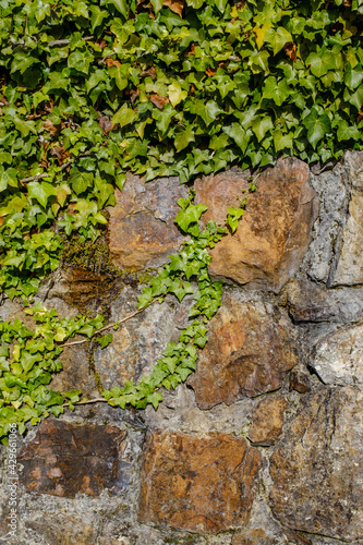 Green plants on top of stone wall