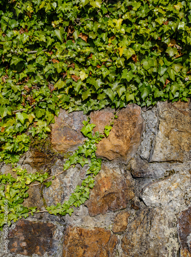 Stone wall with green plants