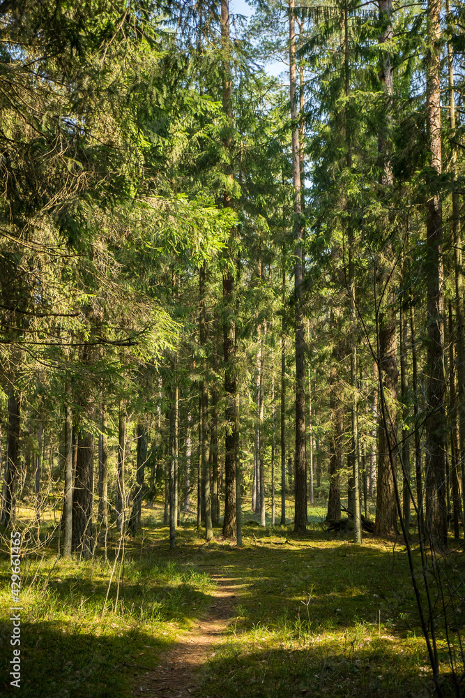 Fototapeta premium Path in the woods. Forest. Walking in carantine