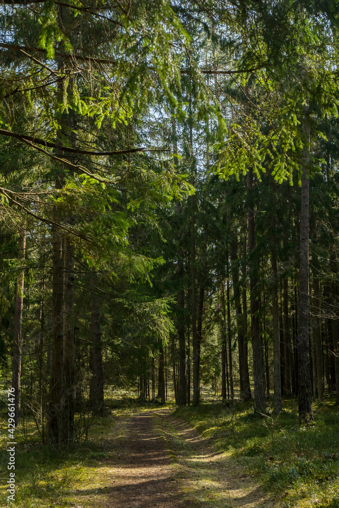 Path in the woods. Forest. Walking in carantine Path in the woods. Forest. Walking in carantine
