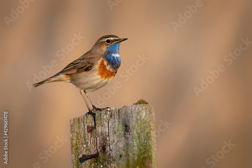 Bluethroat bird close up( Luscinia svecica )