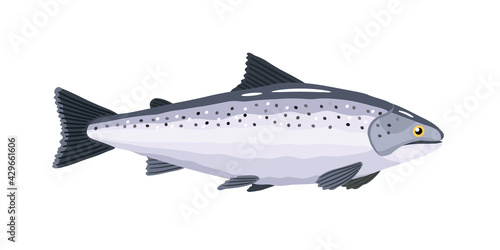 Salmon. Fish. Vector illustration in a flat style on a white background.