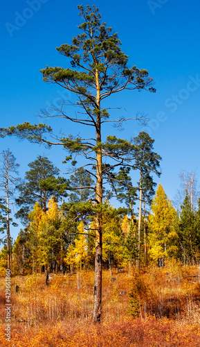 Wallpaper Mural Old pine tree stands in the distance of a young forest Torontodigital.ca