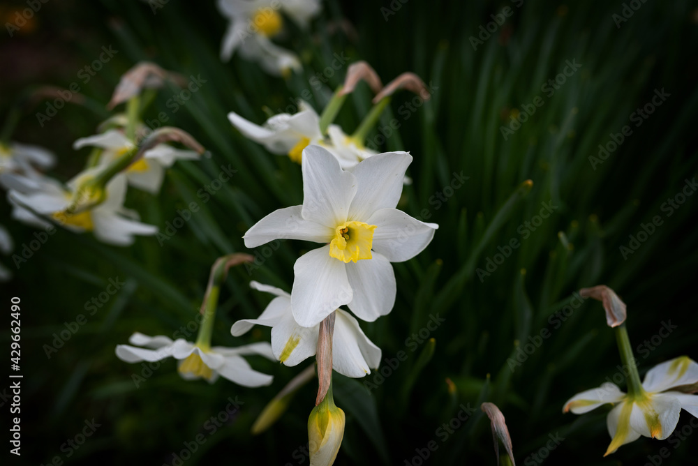 White narcissus flowers spring flora flower green White narcissus flowers spring flora flower green