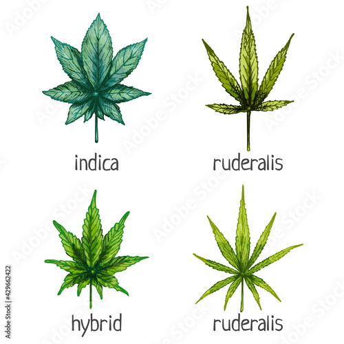 Set marijuana different leaf. Hybrid, indica, ruderalis, sativa. Vector vintage hatching illustration