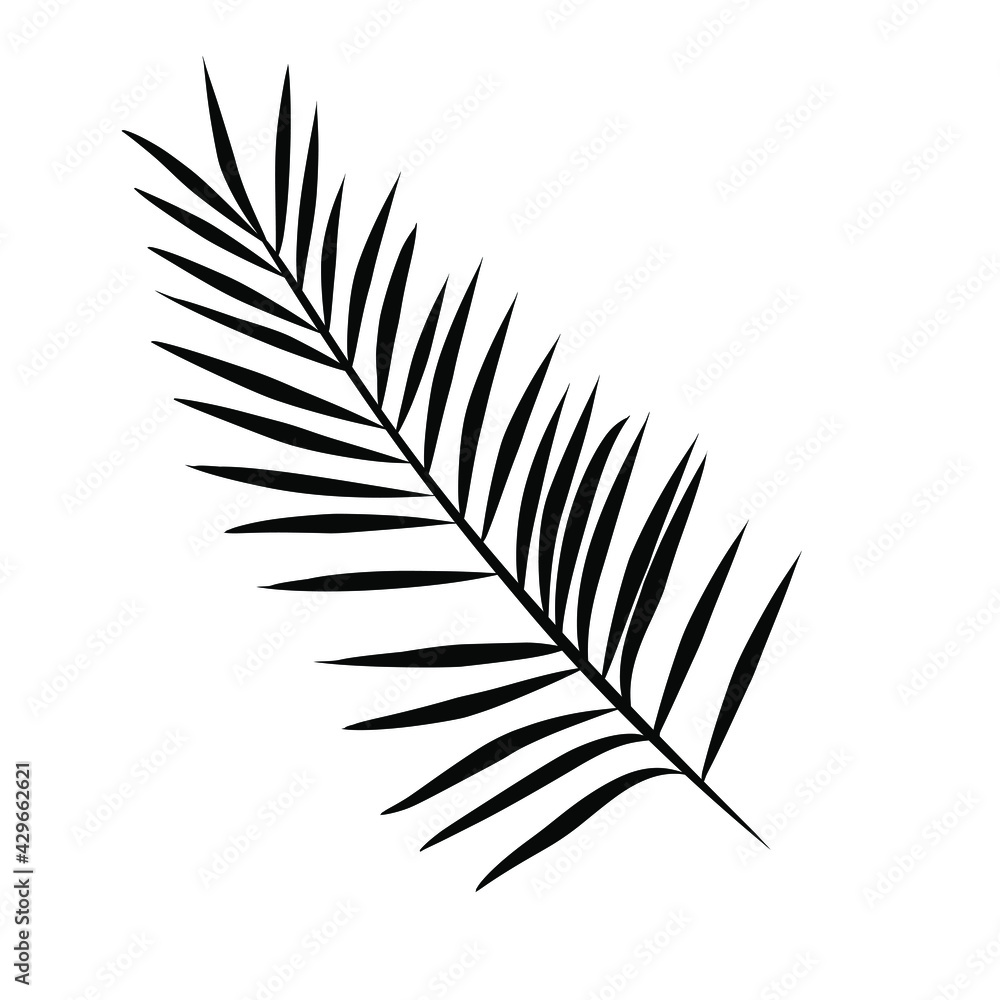 palm leaf isolated on white palm leaf isolated on white