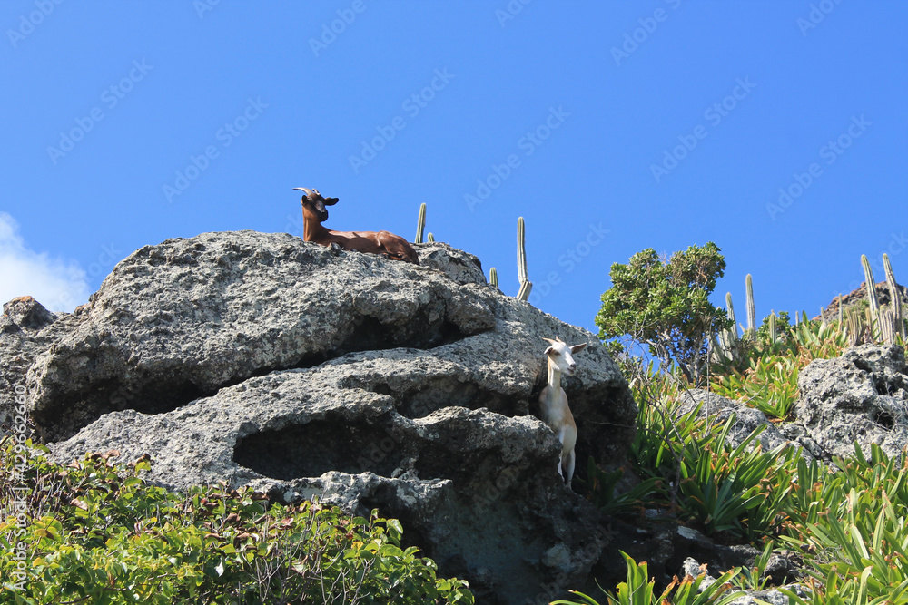 Hiking trail to Colombier Beach, Saint Barthélemy, French West Indies | Wild goats