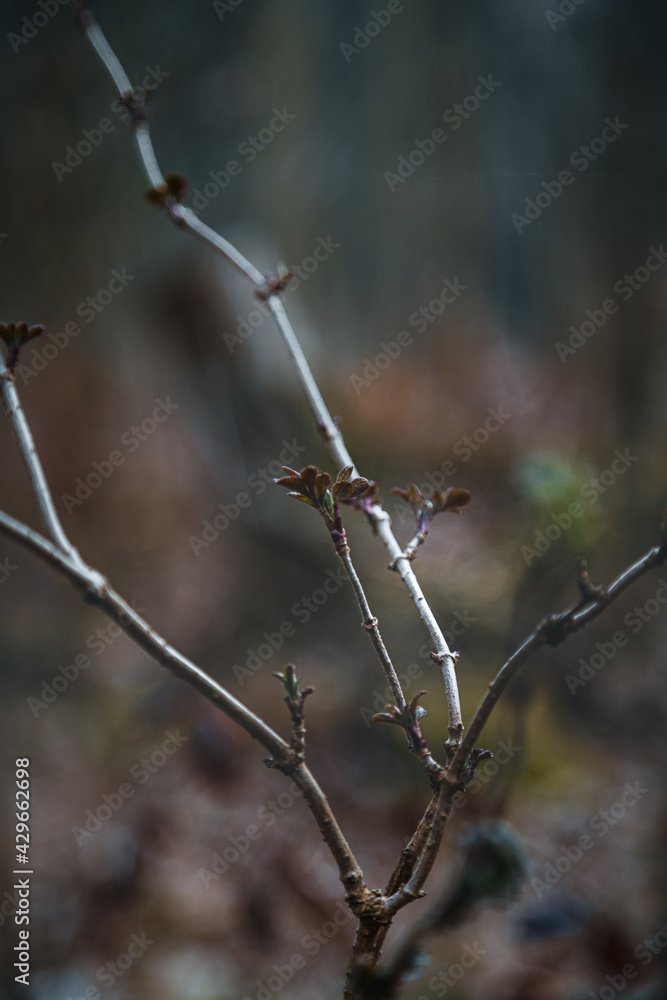 Obraz premium Plant 1