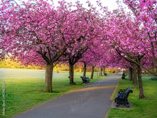 Obraz na płótnie Pink cherry sakura blossom trees in the spring season in Greenwich park, London - UK w salonie