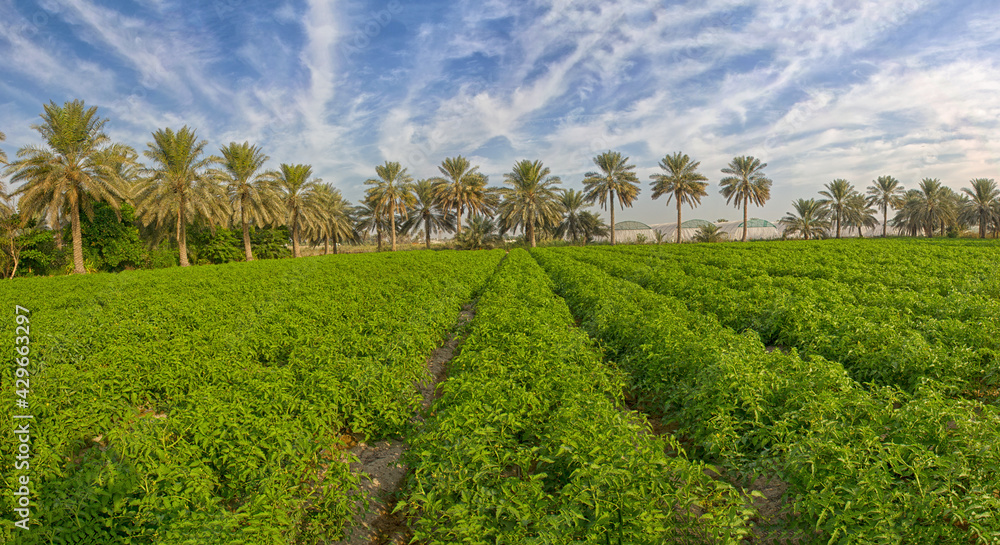 Vegetable farming in Qatif